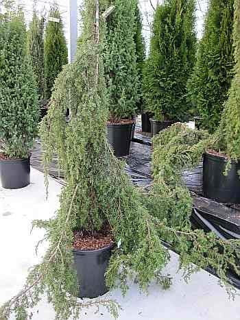Juniperus communis Horstmann - Gemeiner Wacholder Horstmann