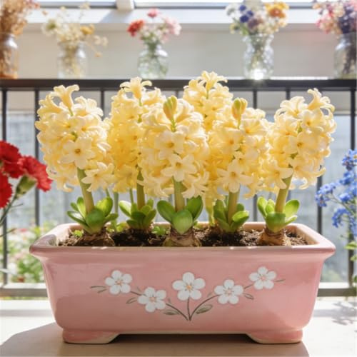 Giacinti da scrivania per ufficio - Adatti a vasi in miniatura - Profumati - Fioritura primaverile precoce, crescita rapida-8 PIECE-E