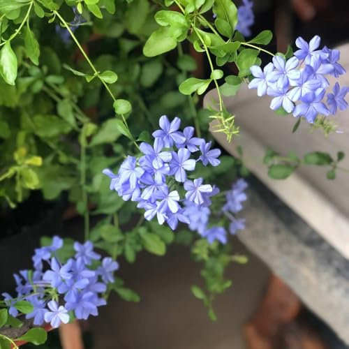 Plumbago AuriculataSamen, steingartenpflanzen winterhart Bleiwurz Ceratostigma plumbaginoides, seltene garten kletterpflanzen 80pcs