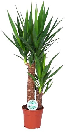 Planta Yucca de 2 Troncos - Decoración Natural y Saludable para tu Espacio