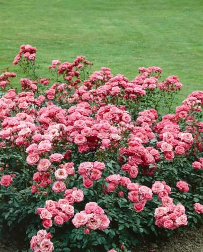 Rosa 'Bella Rosa' - Edelrose, rosa Blüten, Blütezeit Juni-September, ideal für Beete und Kübel, duftend, pflegeleicht und winterhart