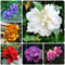 80 Piezas Semillas Resistentes De La Planta De Hibisco - Hibiscus Syriacus - Decoración De Jardín Para Exterior, Plantas De Balcón. Arbustos Flores De Hibisco Semillas, Balcón De Flores,