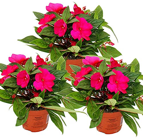 Exotenherz - Edel-Lieschen - Impatiens Neu-Guinea - 12cm Topf - Set mit 3 Pflanzen - Hot Pink