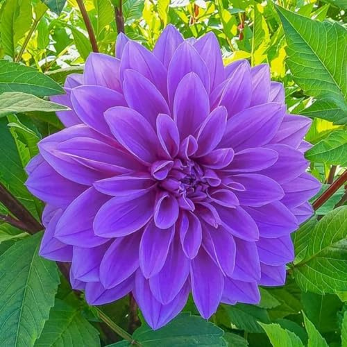 Raro Dalia bulbi,Piante perenni,Dalia pianta vera,resistenti al freddo,Tagliare,Facile da curare, Giardino da balcone(non artificiali)-4 bulbi-E