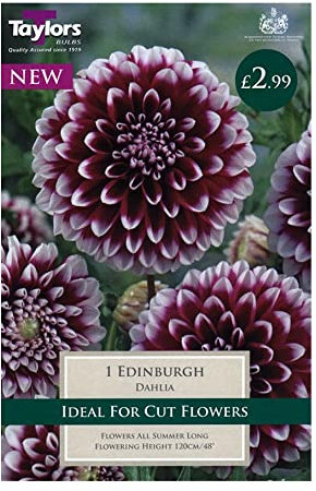 Taylors Bulbs TS307 Dahlia Edinburgh Bulbs 1 Pack