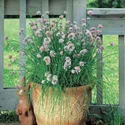 Chives Garlic Allium tuberosum 50 Seeds