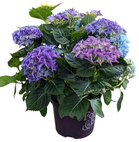 Hortensia Azul Viva en Maceta Planta Natural de Exterior | Blue Hydrangea Lista para Florecer
