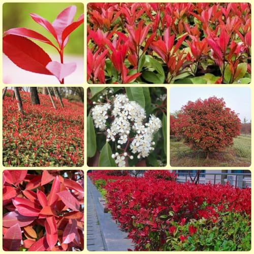 Semillas de níspero Red Robin, otoño, arbustos de Photinia Fraseri Red Robin, balcón resistentes exóticas de cobertura 700pcs