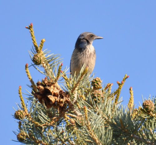 Pinyon Pignone commestibile Nussbaum, 15 Semi! Groco