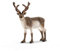 Schleich 14837 Renne, dès 3 Ans, Wild Life - Figurine, 11,8 x 5,3 x 12,7