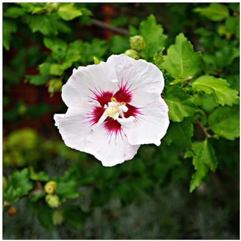 Hibiscus syriacus 'Red Heart' Rose of Sharon, 9cm Pot Flowers 3fatpigs®