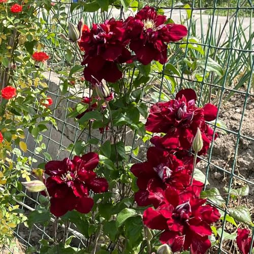 clematissamen - kletterpflanzen clematis florida - blumendeko gastgeschenk gartenpflanzen für draußen exotische balkongewächshäuser balkonpflanzen 500pcs