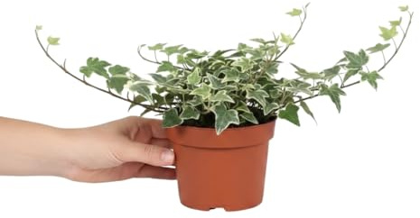 DECOALIVE Hiedra de hojas variegatas Hedera Helix Variegata Planta Decorativa de Hoja Jaspeada Maceta 13 cm Diámetro Altura 25 cm
