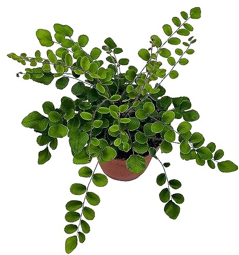 BubbleBlooms Button Fern in a 4 inch Pot Pellaea rotundifolia