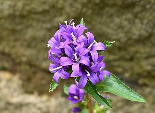 100 graines de fleurs de campanule fraîches et neuves