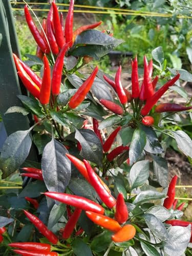 Chili Eureka 10 semillas