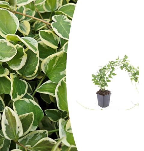 Vinca major 'Variegata' | 48 piezas - 10-25cm - Ø9cm - Planta de jardín