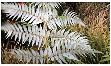 Stk - 10x Cyathea dealbata Silber-Baumfarn Garten Pflanzen - Samen B1057 - Seeds & Plants Shop by Ipsa