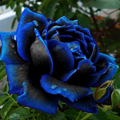 Generic Graines de Rose Bleu-Noir, 20 Pcs Graines De Rose Bleu Rare Bloom Minuit Fleur Plante Jardin Bonsaï Décor À La Maison 20pcs graines de Rose Bleue