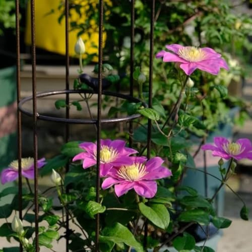 bulbi di fiori di clematide - piante autunnali dalla resistente bulbi di clematide piante rampicanti, bulbo da fiore, piante da balcone piantare fiori, fiori da 4pcs