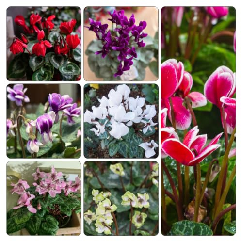 Ciclamino - giardino balcone d'appartamento esotiche copertura terreno di 200semi