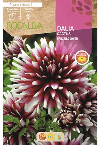 Peyca Bulbo de flor variedad Dalia cactus pfitzer'sjoker - Rocalba