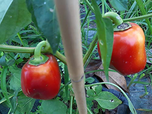 SEMI PEPERONE DI CAPRIGLIO-NOVITA'!!!!-