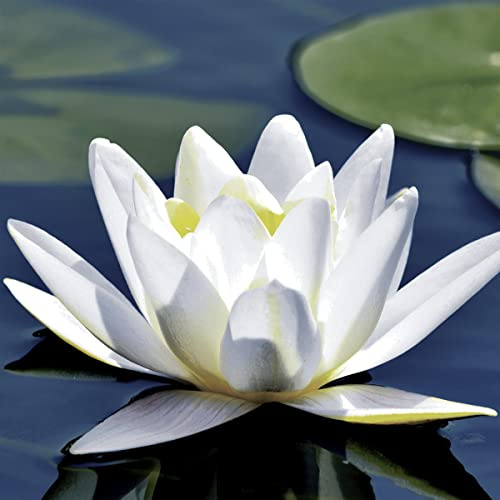 20 Servietten Wasserlilie | Teich | Garten | Tischdeko 33x33cm
