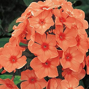 Petsdelite® Phlox Orange Perfection (3 racines)