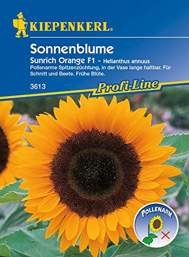 Sonnenblume Sunrich Orange F1, pollenarme Spitzenzüchtung für lange Haltbarkeit in der Vase