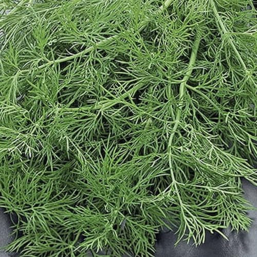 WegAna Semi di aneto Aneto Hanak 500g Aneto da giardino Robusto Semi di ortaggi Semi di coltivazione