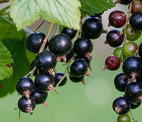 Dehner Johannisbeere Titania, Ribes nigrum, süss-herbe schwarze Früchte, 70-90 cm exkl. Pflanztopf, 3 l Topf, Beerenstrauch
