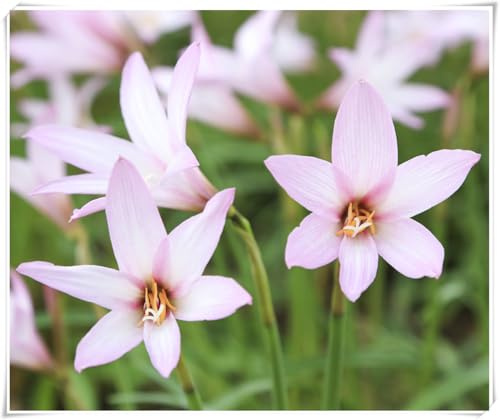 Zephyranthes Bulbos: Duros, Delgados, Compactos, Glossy, Elegantes, Natuales-8 bulbi