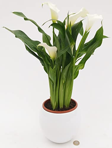 POWERS TO FLOWERS - CALLA BIANCA DA GIARDINO IN VASO BIANCO SFERICO, VASO 14CM, CONSEGNATA AD INIZIO FIORITURA, Pianta vera