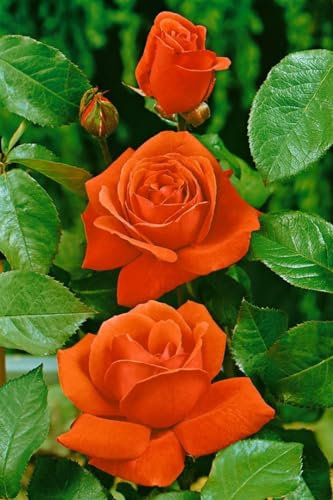 Rosa 'Duftwolke' – Winterhart, Mehrjährig – Edelrose – Beetpflanze für Garten & Kübel