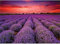Puzzles 1000 Teile für Erwachsene Provence Lavendelfeld 1000 Teile Puzzle Lavendel Blumen Puzzles Frankreich Landschaft Puzzle 1000 Teile Lila Blumen View Puzzle für Erwachsene Teens