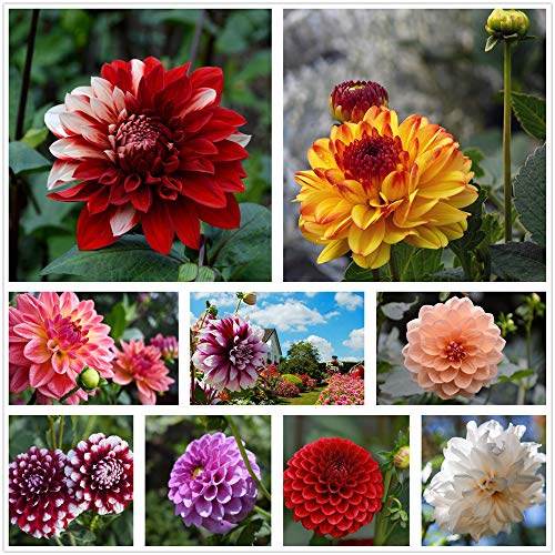 Petali composti di semi di dalia multicolore misti confezionati singolarmente (900+) piante in vaso da giardino all'aperto (non OGM) (6g)