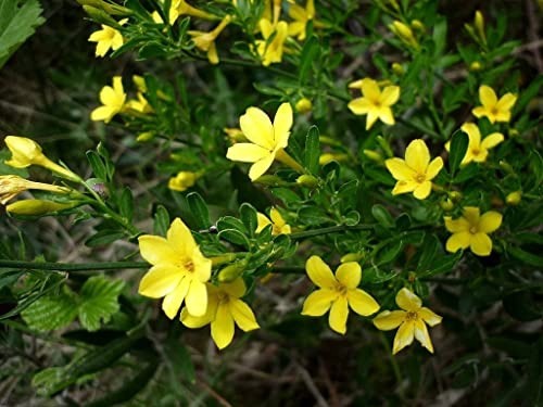 20 Graines de Jasmin Sauvage Jaune (Jasminum Fruticans)