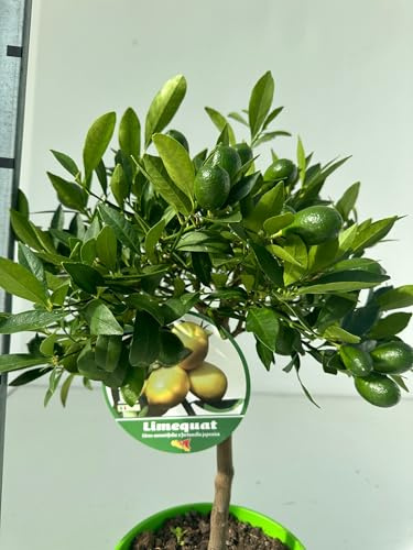 Giambo' Piante Limequat Mini Albero Vivo in Vaso di Plastica Riciclabile, Ø 15 cm, Colore Cotto, 40 cm di Altezza