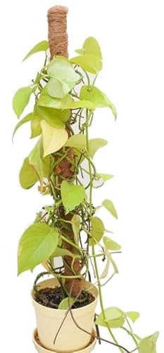 Dixiestore - Tuteur Plante Grimpante - Tuteur en Fibre de Coco - Support pour Plantes d’Intérieur - Tuteur Monstera - Tube PVC Enroulé - Taille 50 cm, 10 pcs.