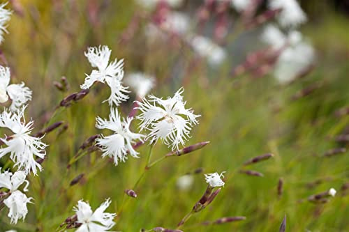 Dianthus arenarius 9x9 cm Topf – Winterhart, Mehrjährig, Pflegeleicht – Sand-Nelke – Bodendecker für Steingarten & Trockenbeet