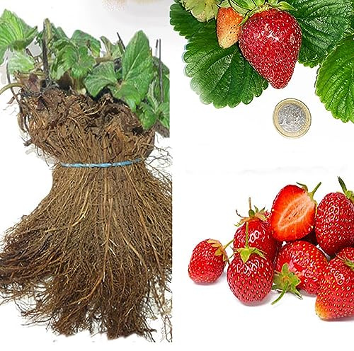 SAVINI VIVAI Piante di Fragole Unifere Medio Precoci Asia a Radice Nuda Mazzi da 20 Frigoconservate