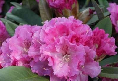 Rhododendron yakushimanum Friederike - Ball-Rhododendron Friederike - Ball-Alpenrose - - 25-30 cm