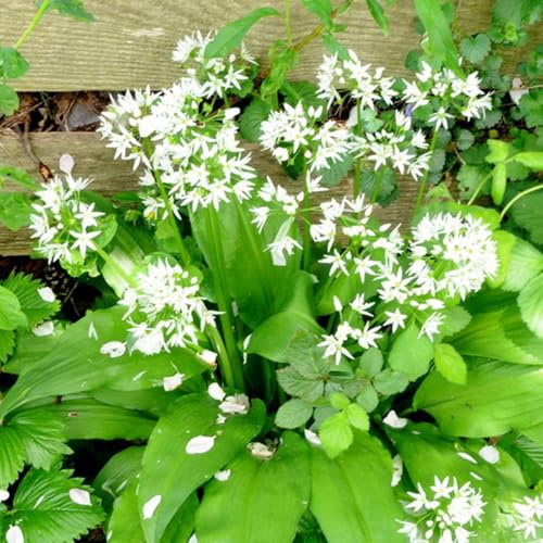 Semi di aglio selvatico resistente, balcone biologici, rare giardino 50pcs