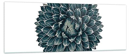 Moderne Impression sur Verre Agave Reine Victoria Image Tableau en Verre Decoration Murale 140x50cm Deco Cadre Salon Chambre Cuisine Panoramique Grand XXL Tableaux Decoratifs Muraux Art GAB140x50-4129