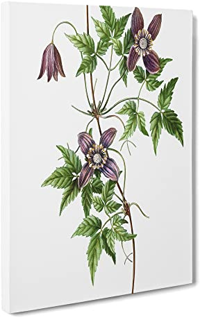 Alpine Clematis Flowers By Pierre Joseph Redoute Canvas Print | Gallery Wrapped 30mm Frame Wall Art | 24x16 inches | Ready to Hang | Retro Floral Picture | Living Room Bedroom Lounge Office