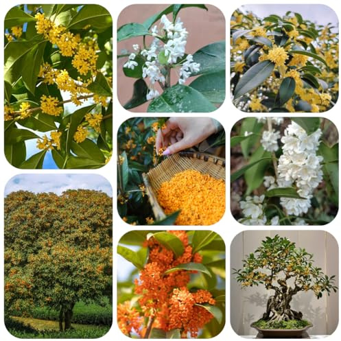 semi di osmanto arbusti crescita rapida osmanto profumato vero, crescita biologici, vecchie varietà, arboree gione 150pcs