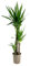 Plant in a Box - Pied d'éléphant - Yucca 'elephantipes' - Hauteur - 130-140cm - Pot 24cm - Plante d'interieur - Vert