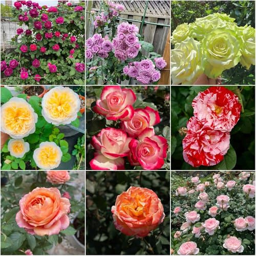 Tallo de rosa resistente - semillas de interior semillas exóticas jardín en Rosas perfumadas, aroma fuerte, resistentes perennes 300pcs
