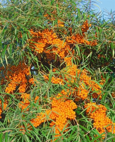 Sanddorn Hippophae rhamnoides Askola 40-60 cm Heckenpflanze winterhart | Sonnig, robust, essbare Beeren, ideal für Sichtschutz und Hecke, bienenfreundlich, schnittverträglich